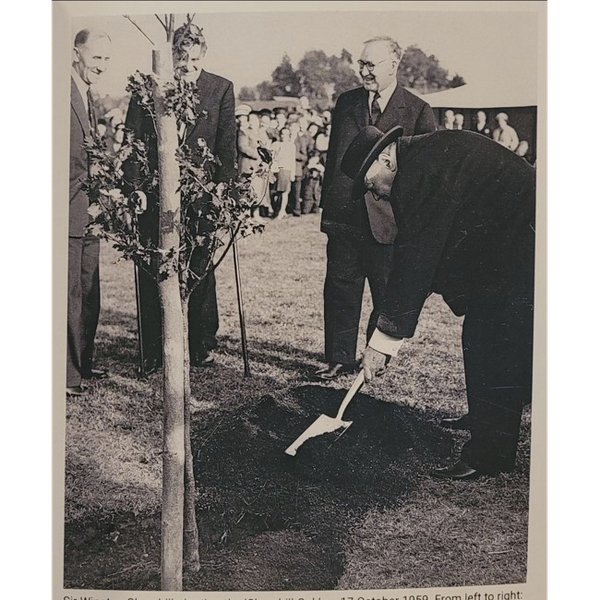 A photograph of Sir Winston Churchill planting an oak tree at Churchill College