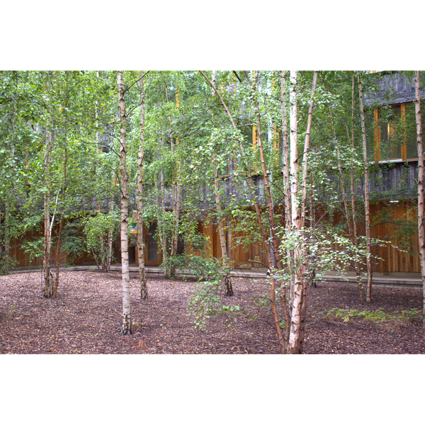 Silver birch trees growing in the courtyard of Cowan Court